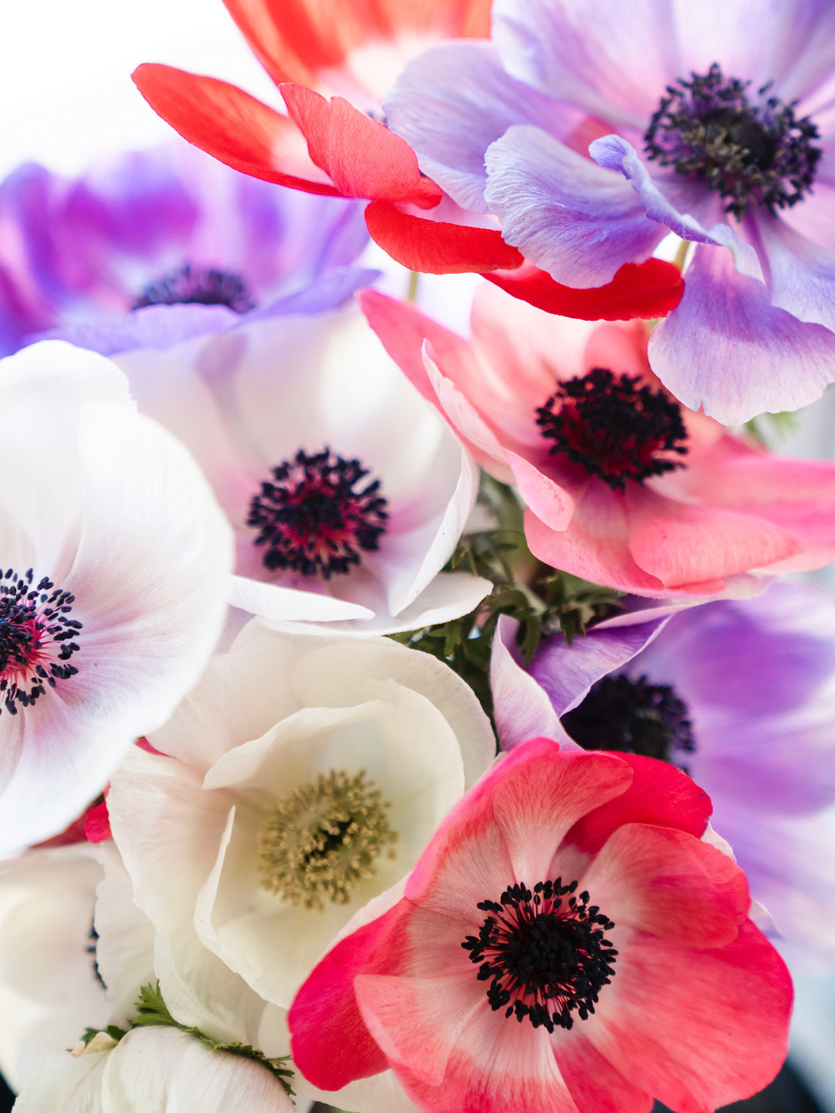 Italian anemone by Zoe Schaeffer