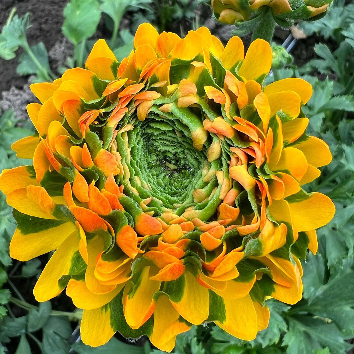 Italian spring flowers ranunculus