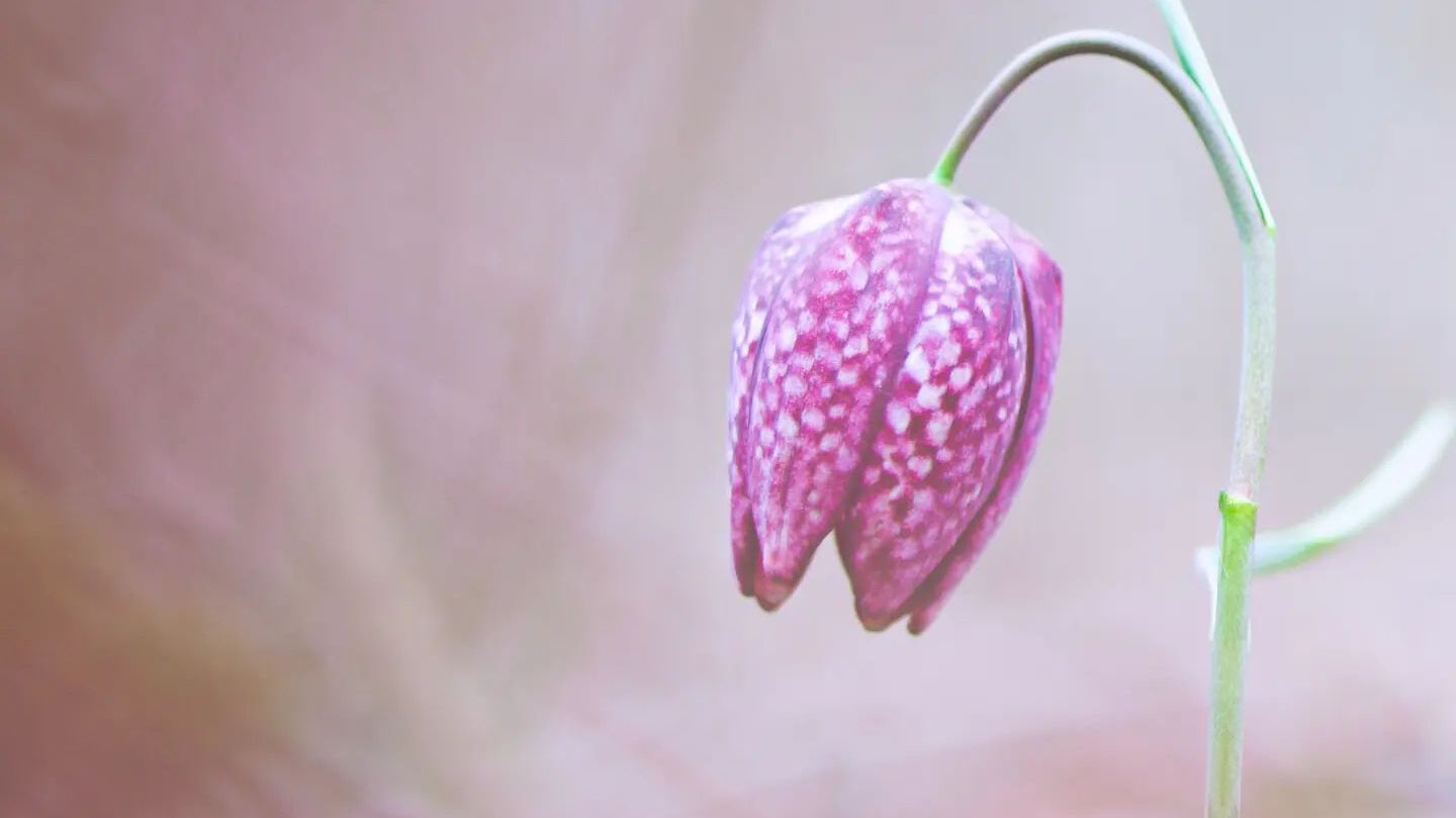 fritillaria-a-captivating-flower-that-will-capture-your-attention-featured