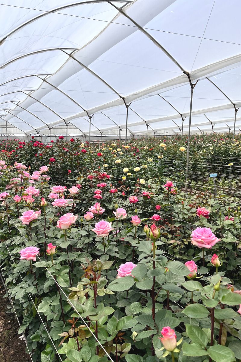 Roses growing in De Ruiters farm in Ecuador