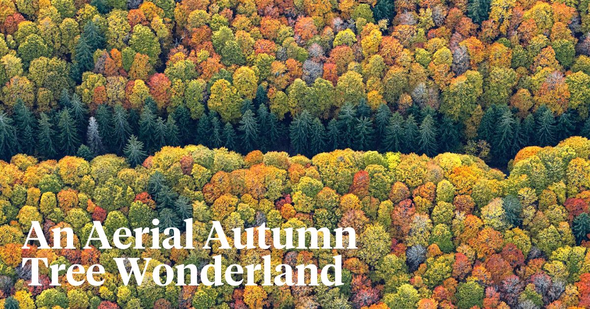 An aerial view of autumn trees by Bernard Lang header