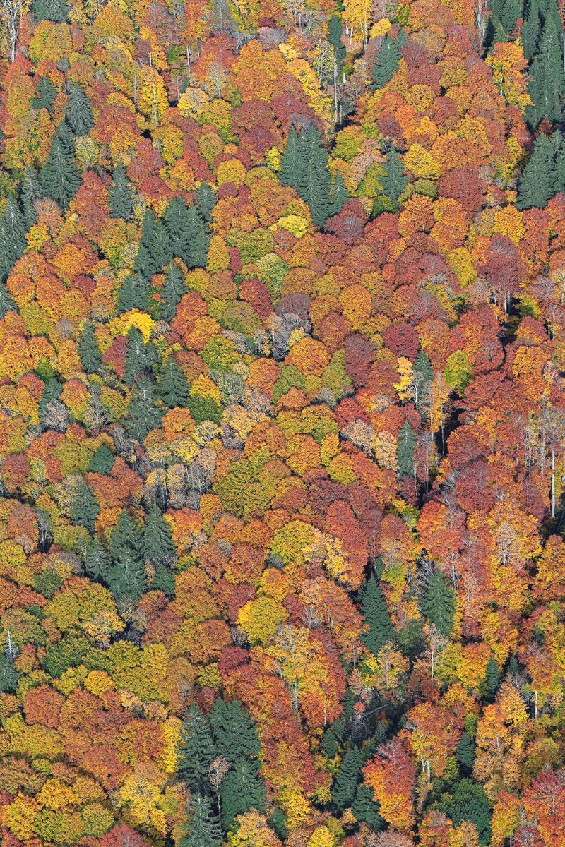 Autumn trees in Munich by Bernard Lang