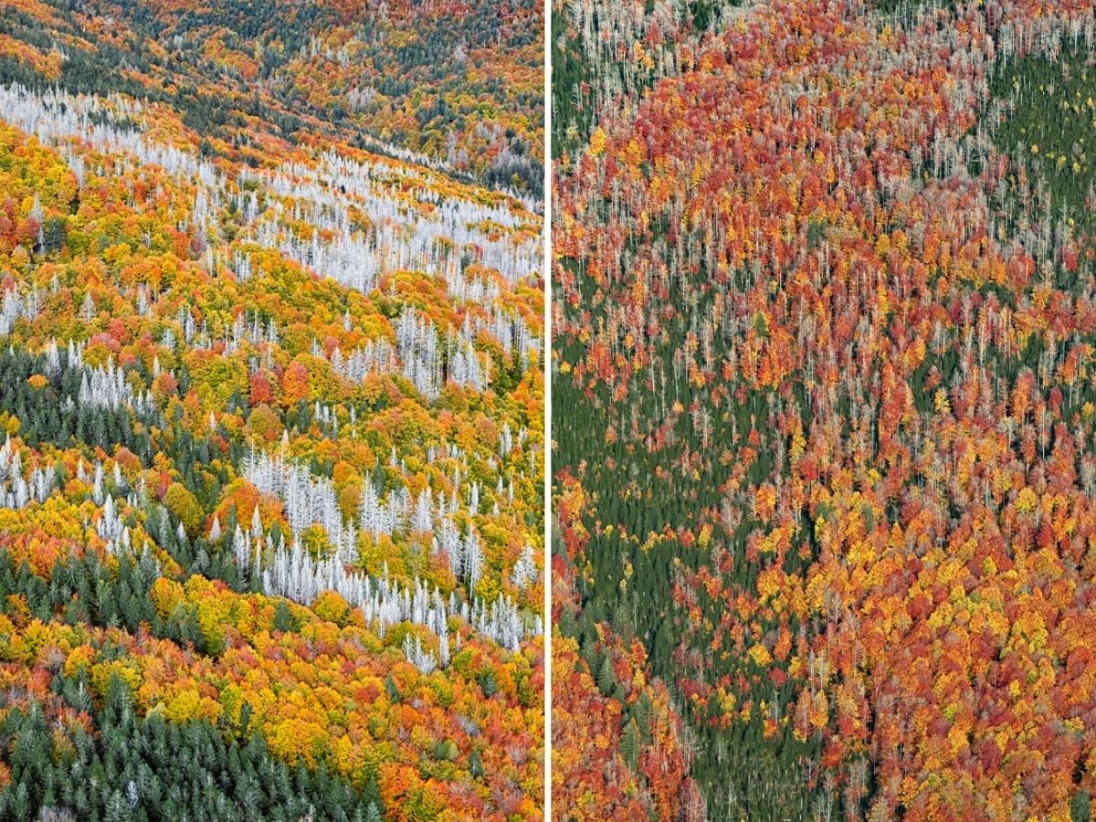 Double aerial shot in Bavarian forest