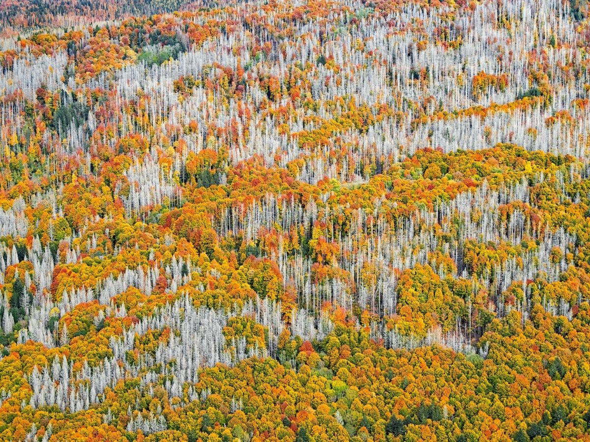 Autumn tree colors fusing in the mountains by Bernard Lang