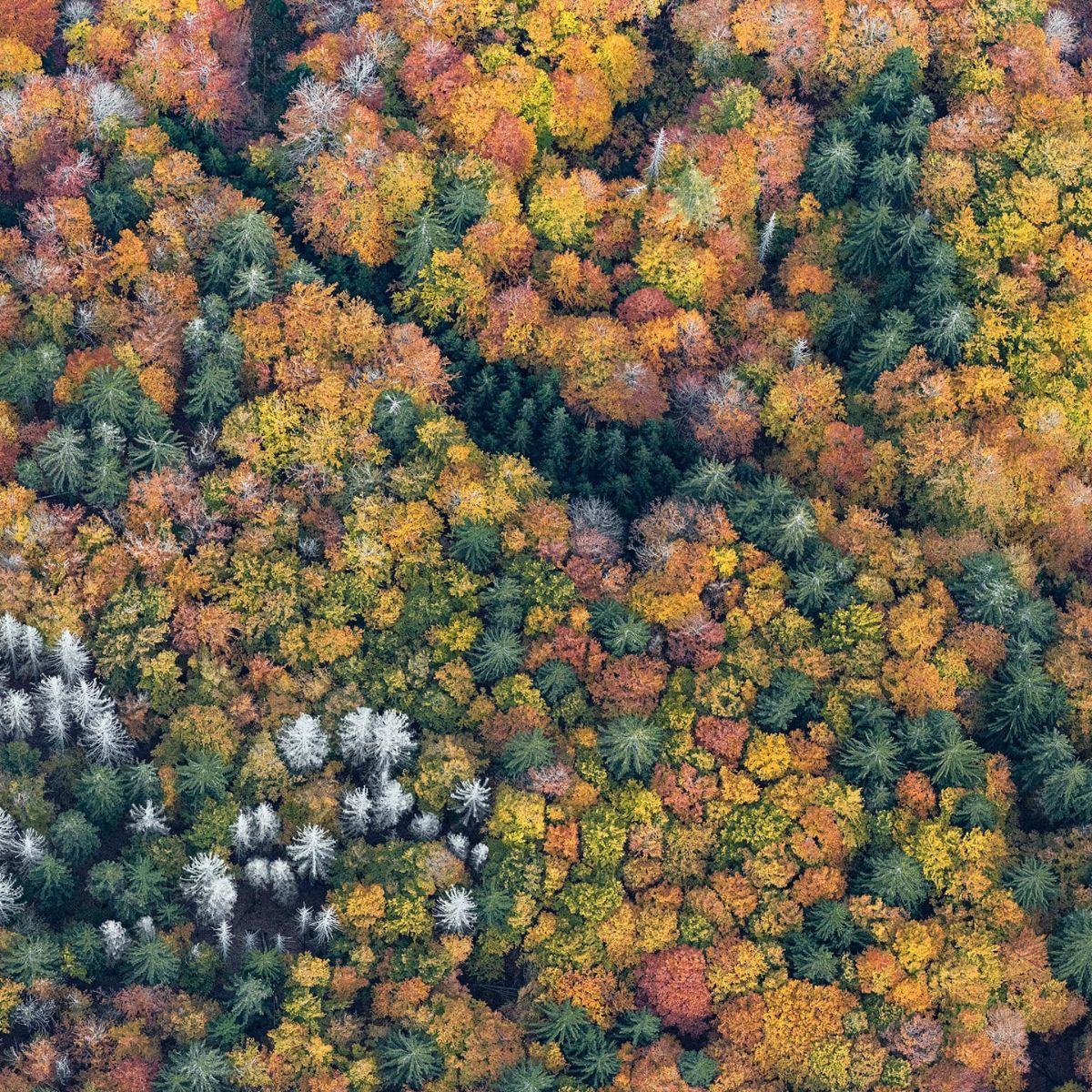 bernard-lang-captures-autumn-trees-invading-a-mountainous-bavarian-forest-featured