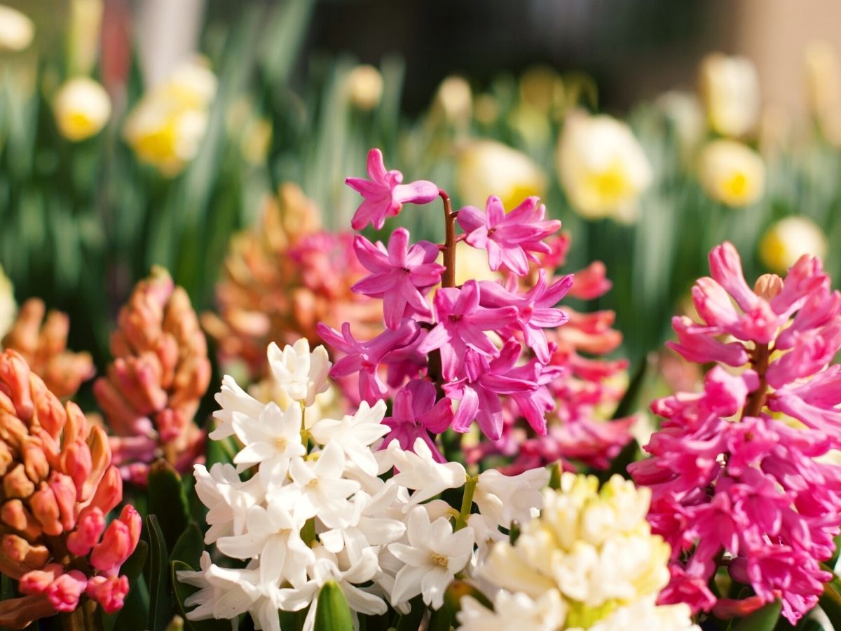 Everything to know about hyacinth flowers