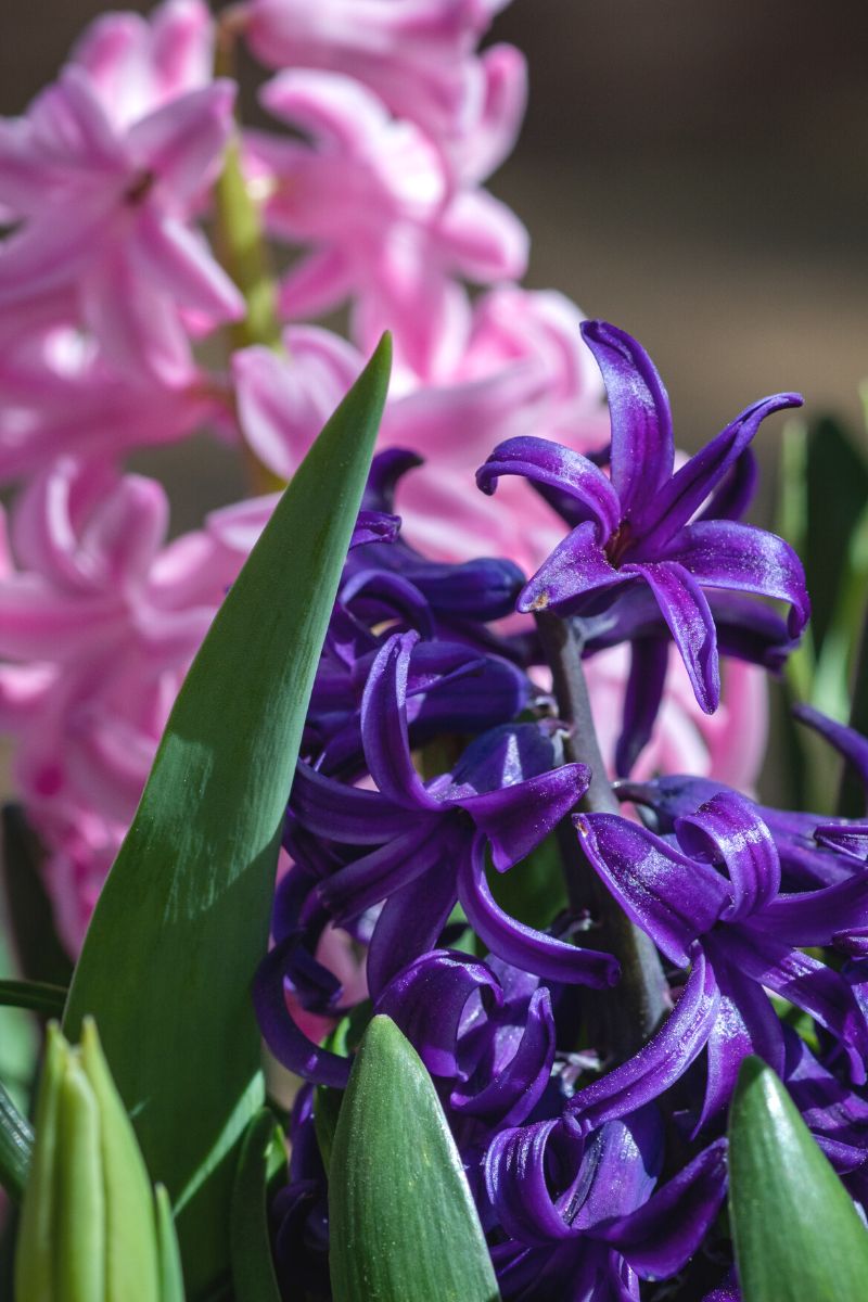 Purple hyacinth flowers 