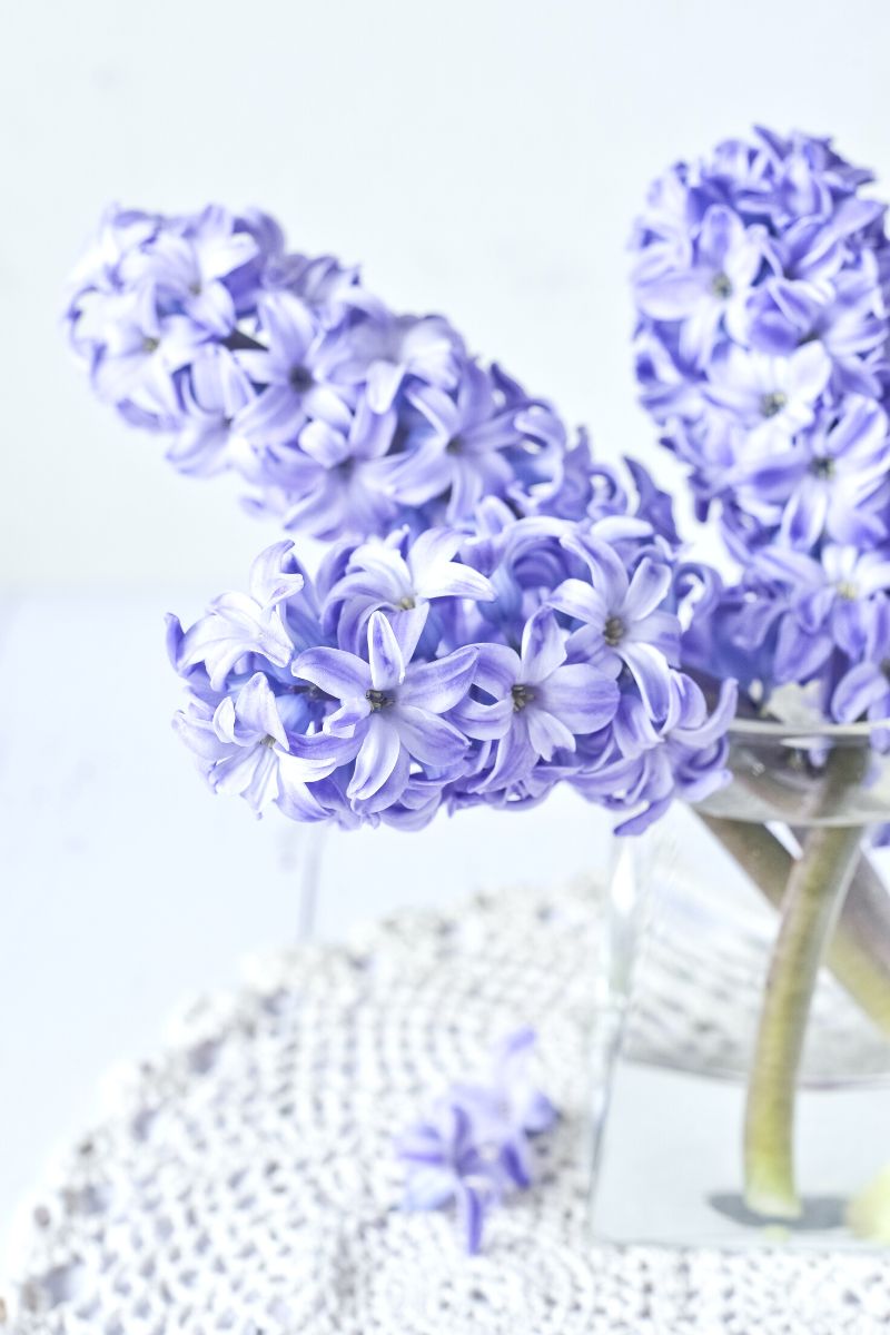 How to care for cut hyacinth flowers