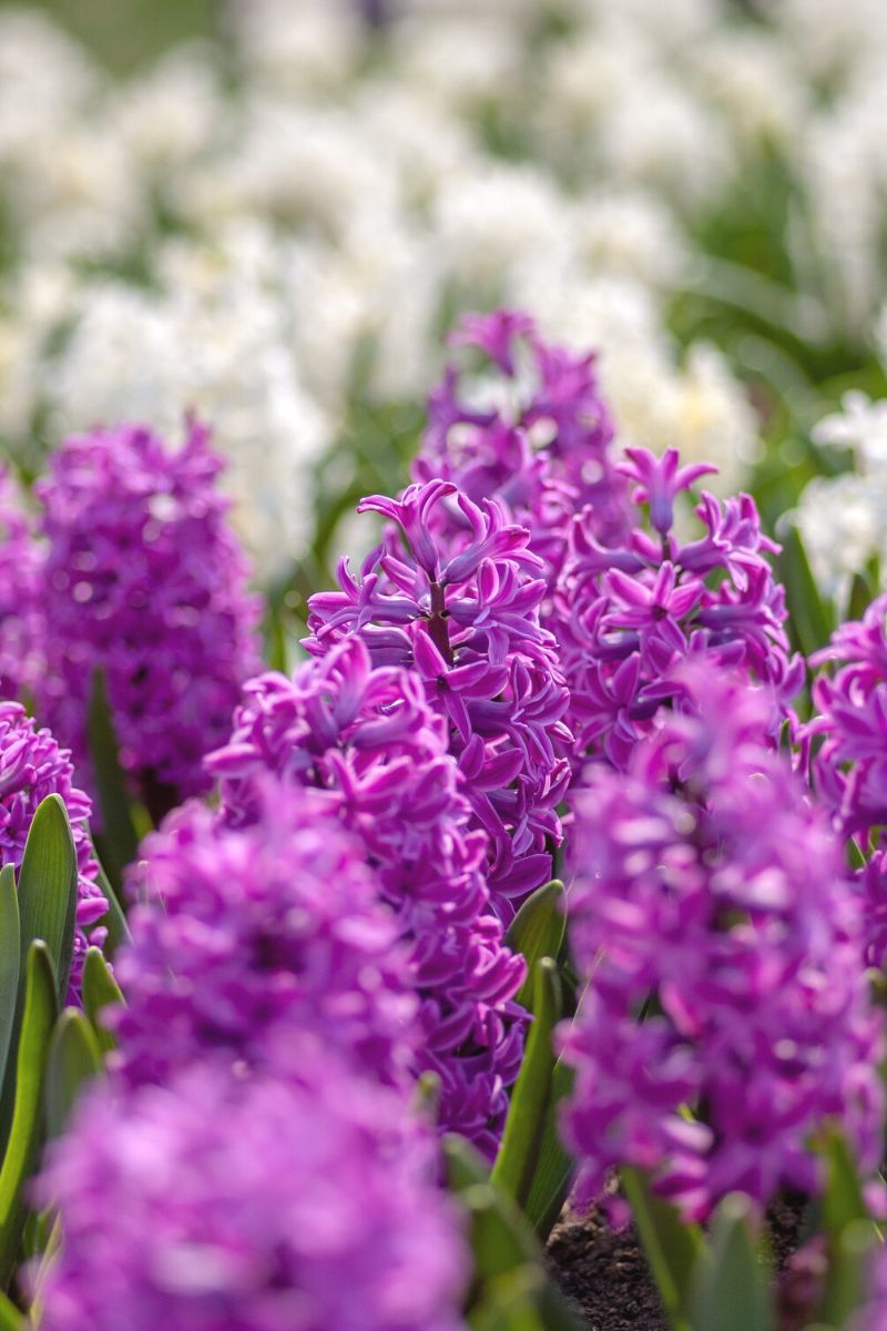 Tips for growing hyacinths in your garden