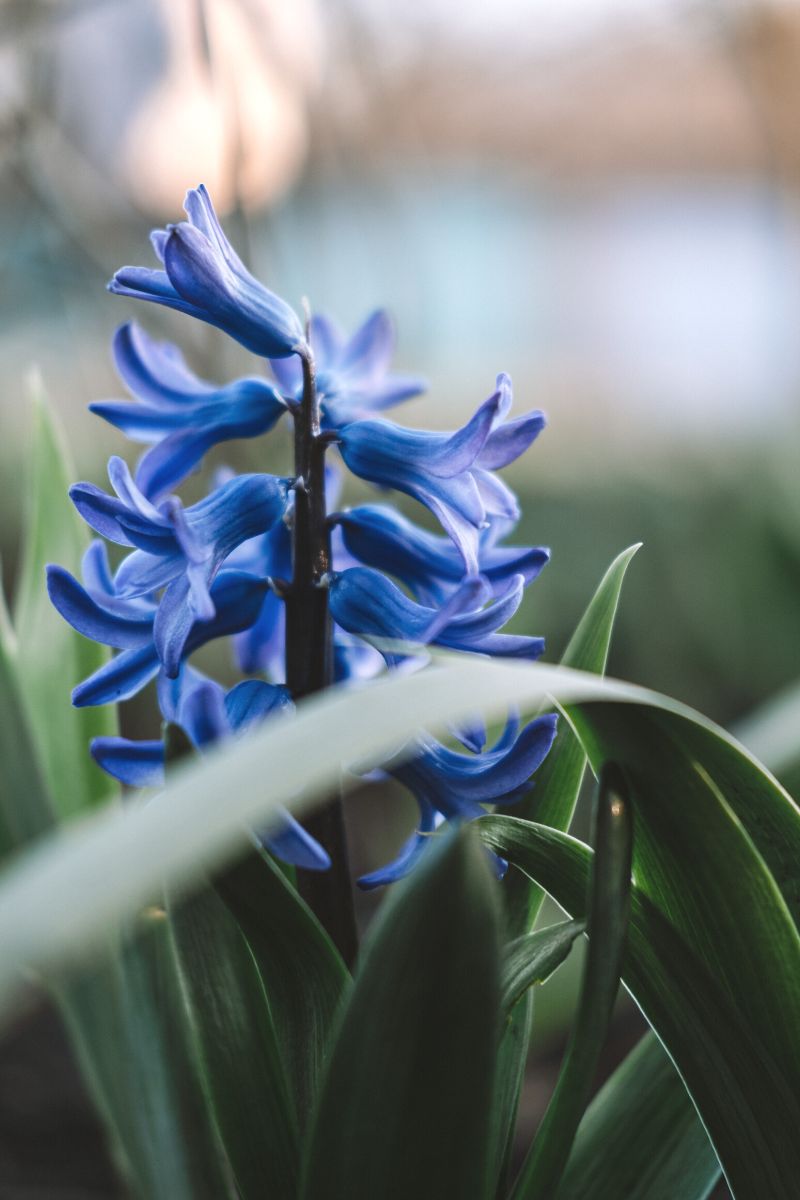 Blue hyacinth in garden