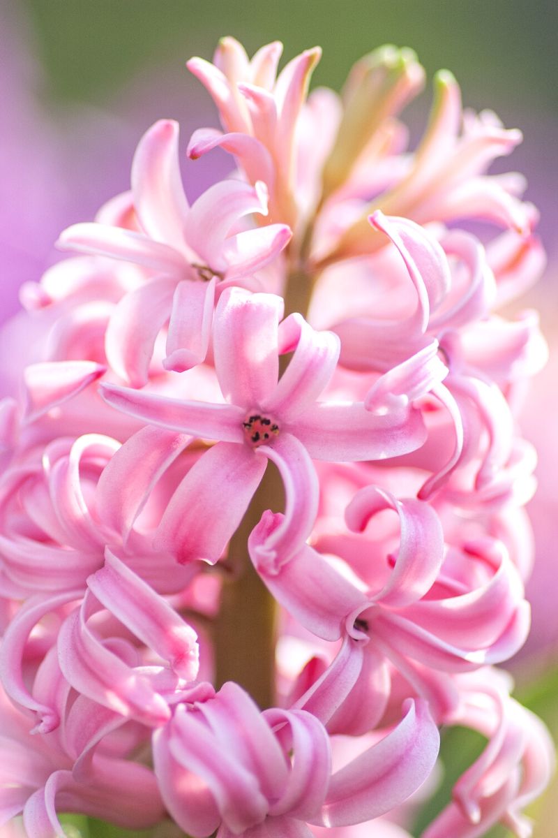 Gorgeous pink hyacinth flower