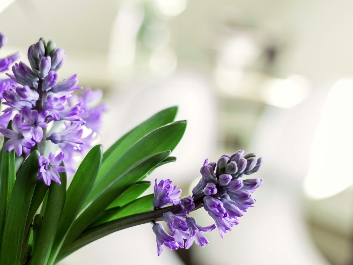 Purple hyacinth flower meaning