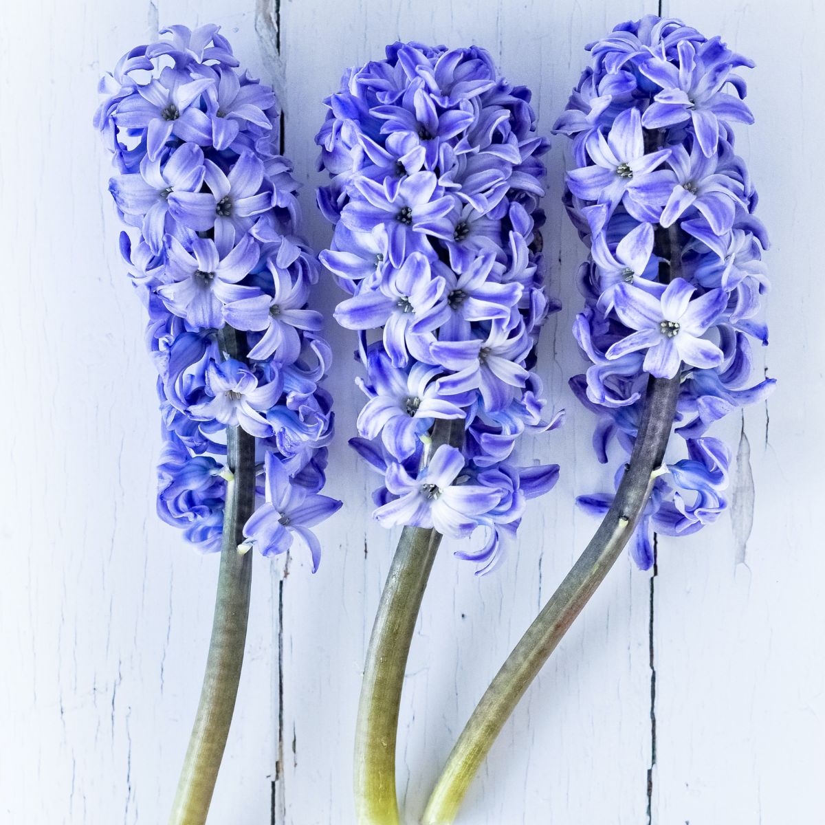 Hyacinth flowers featured