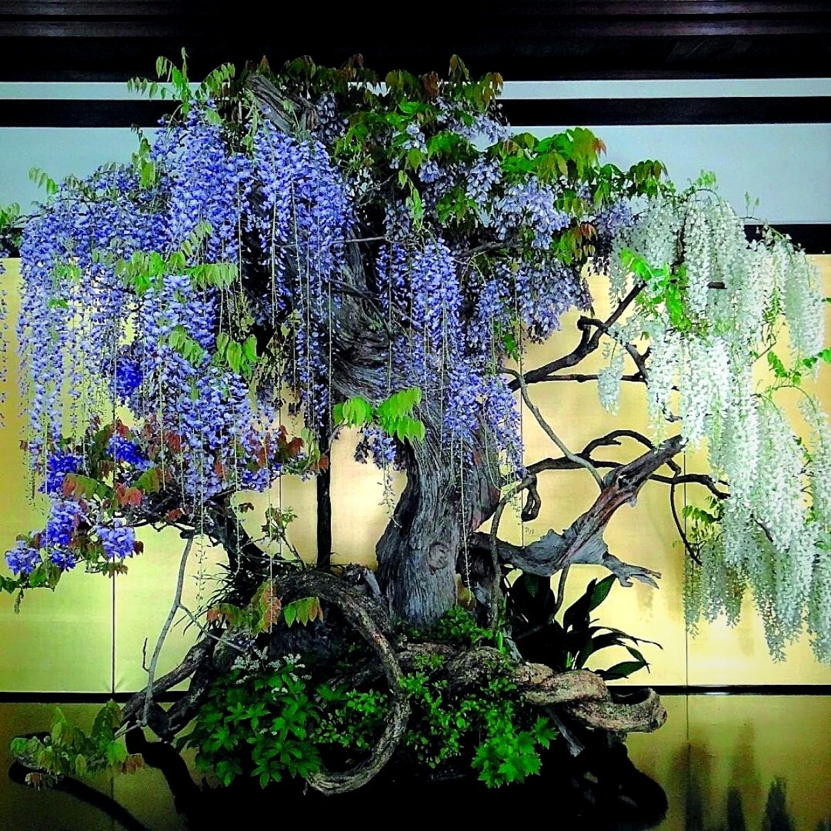 A Flowering Wisteria Bonsai Tree