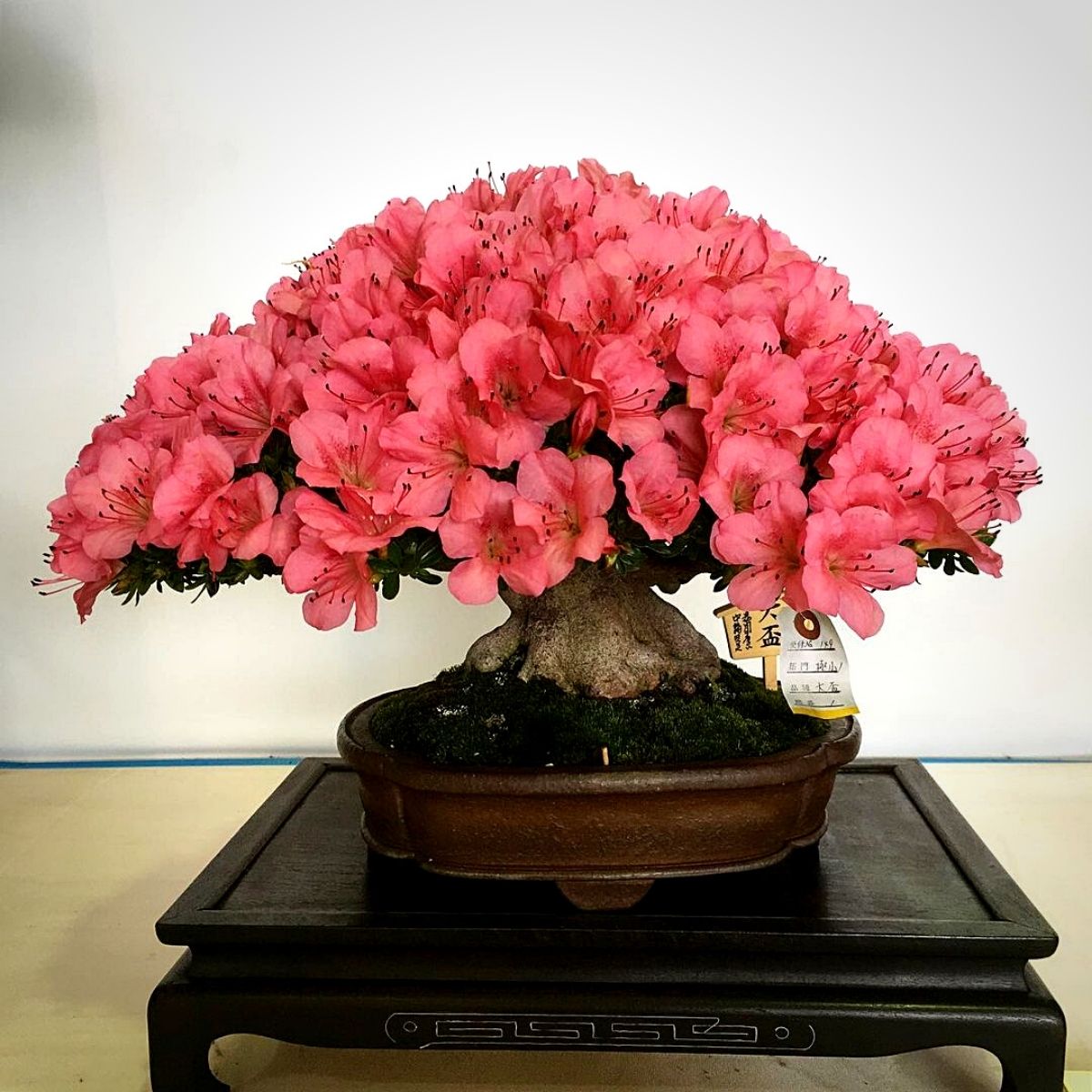 A pink flowered azalea bonsai tree