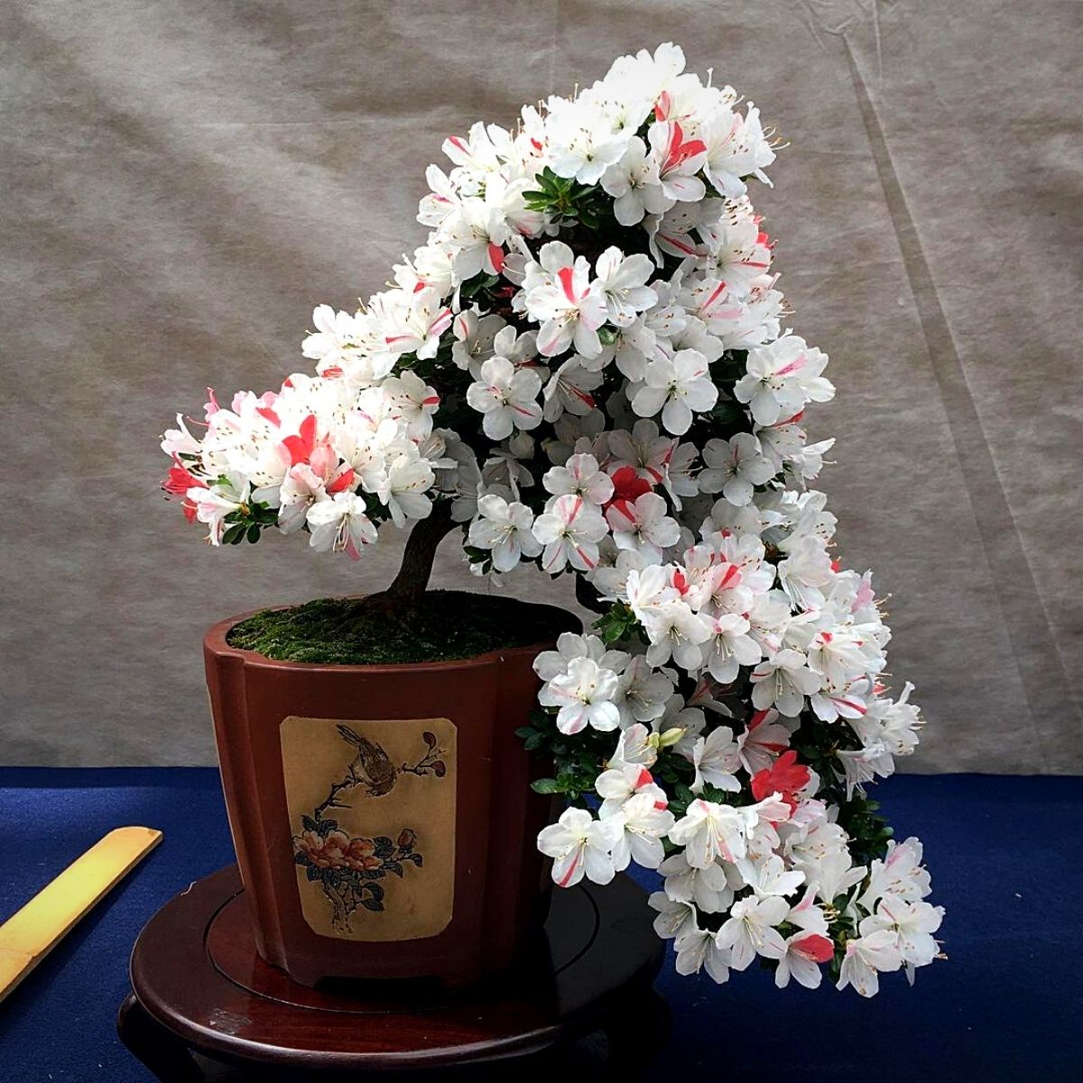 Miniature bonsai with white flowers