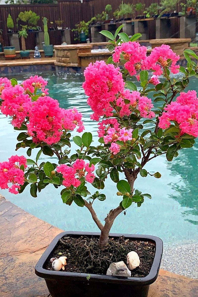 Crepe Myrtle Bonsai