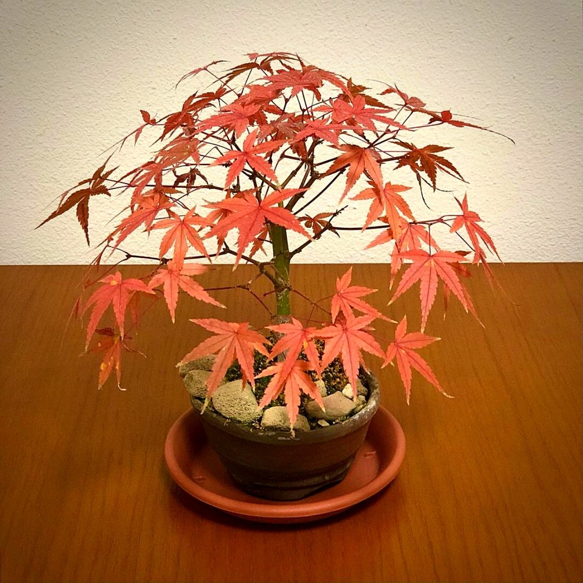 A Miniature Japanese Maple Bonsai