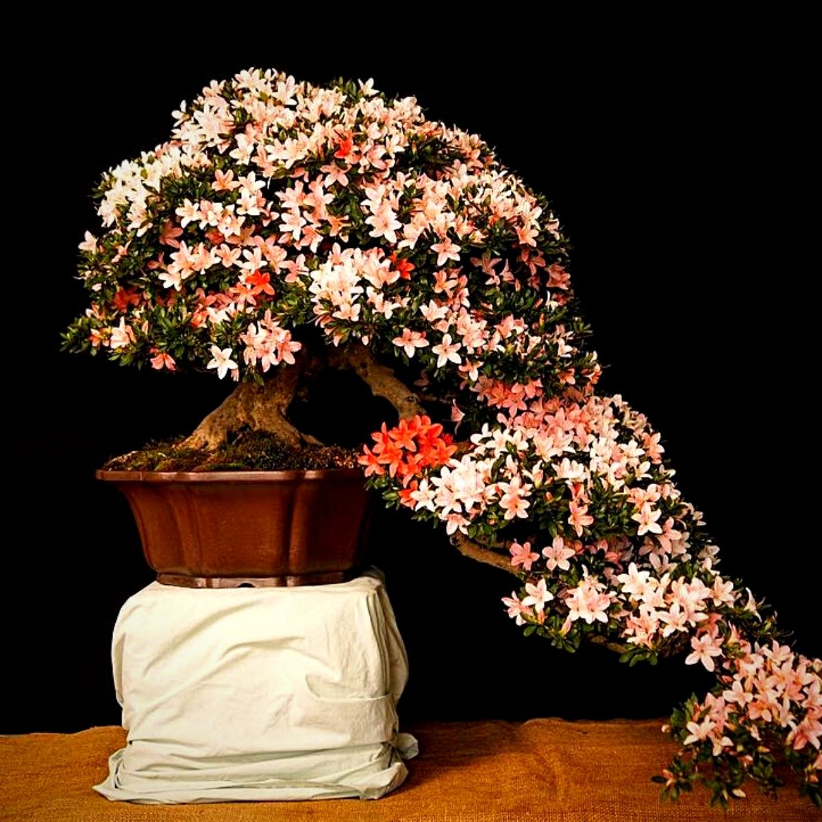 A colorfully flowered bonsai tree