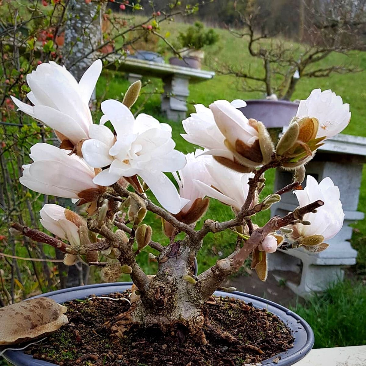 Magnolia Stellata Bonsai Tree