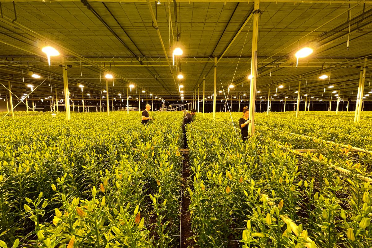 Inside the Bredefleur Greenhouse