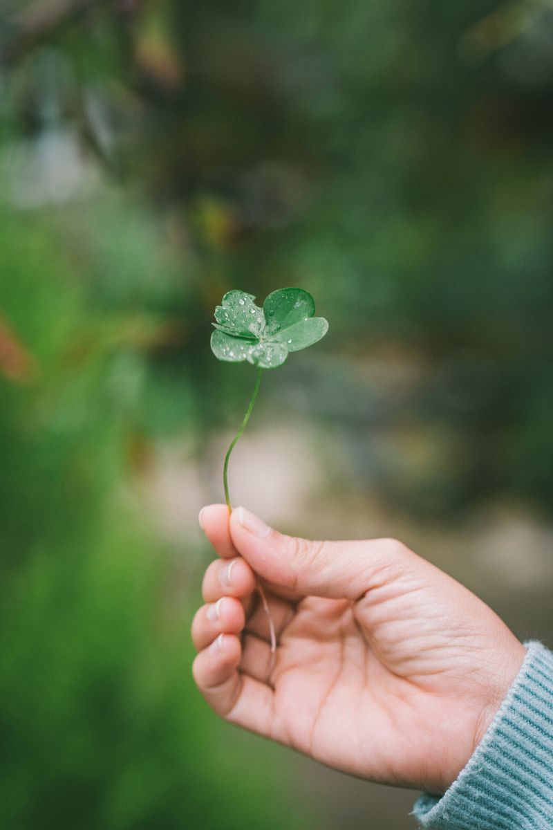 Shamrock symbolizes st patricks