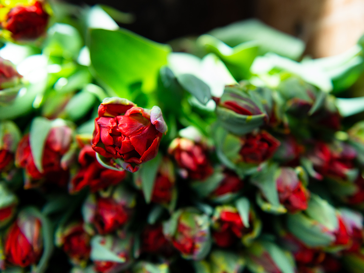 Red Tulip at Triflor