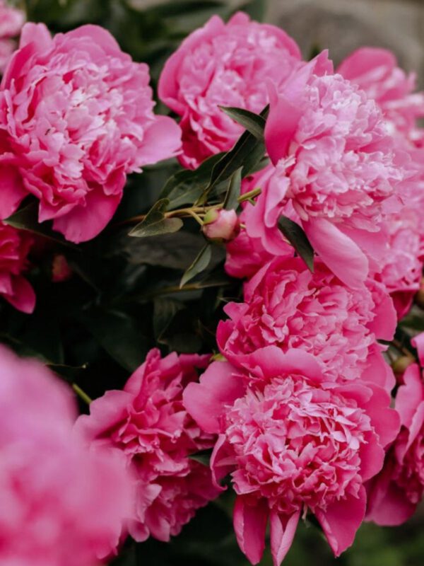 About Peonies hot pink peonies
