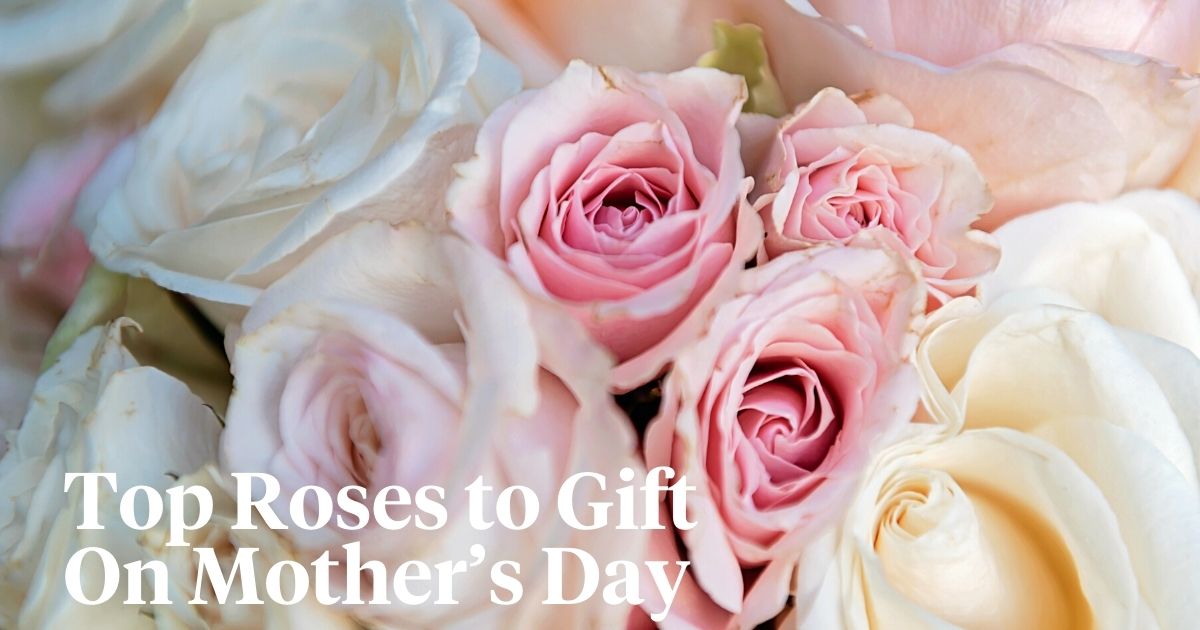 Top roses to gift on mothers day header