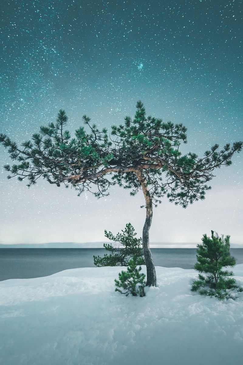 Trees in spectacular shot in Finland by Mikko Lagerstedt