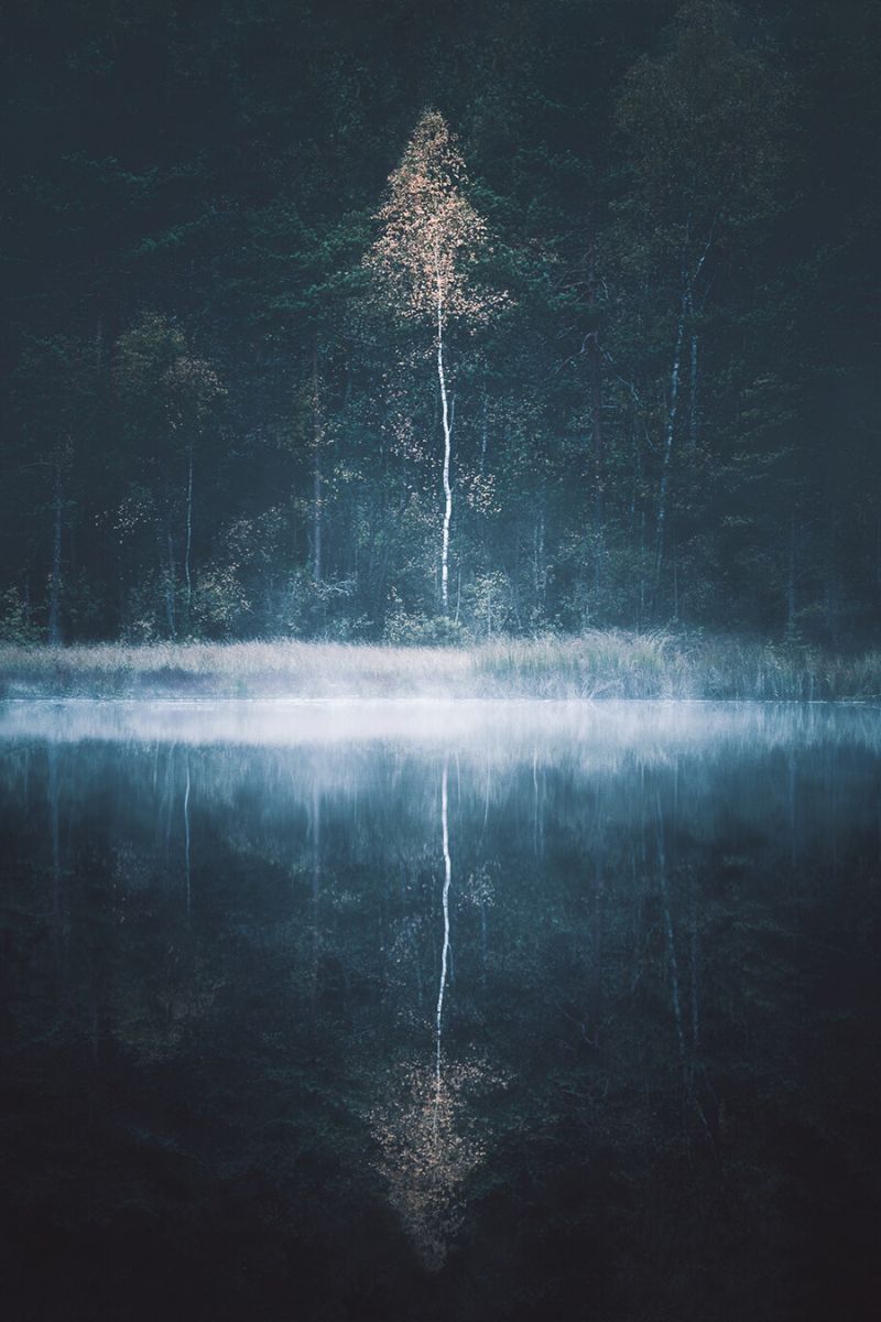 Shadow of trees captured by Mikko Lagerstedt