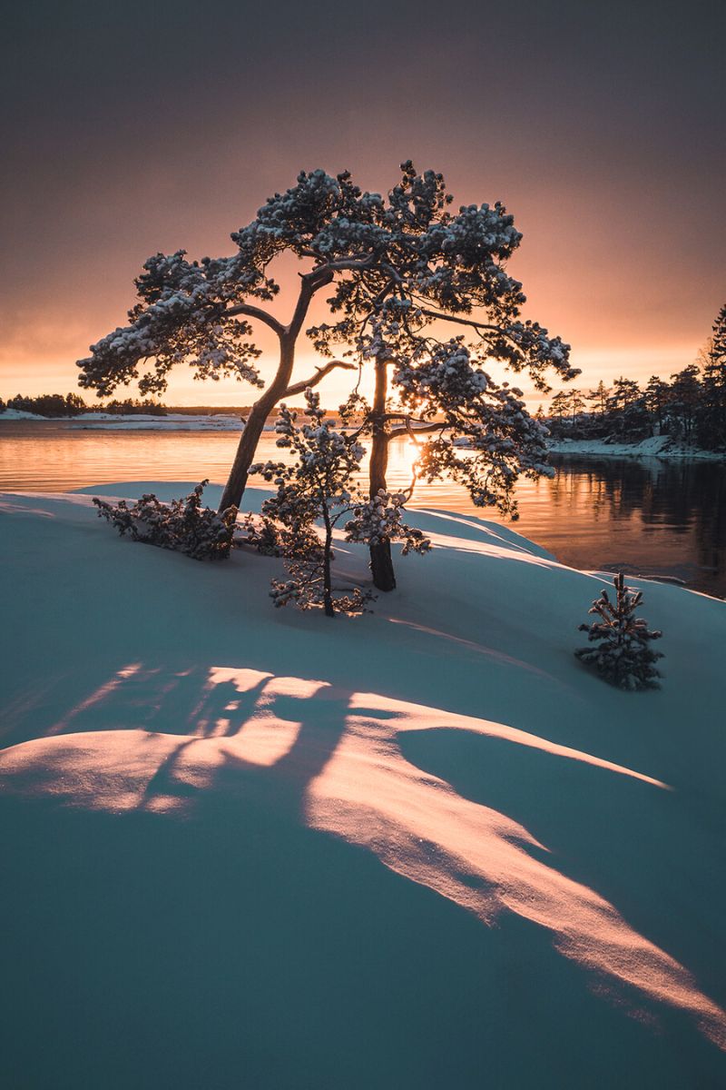 Sunrise and trees shot by Mikko Lagerstedt