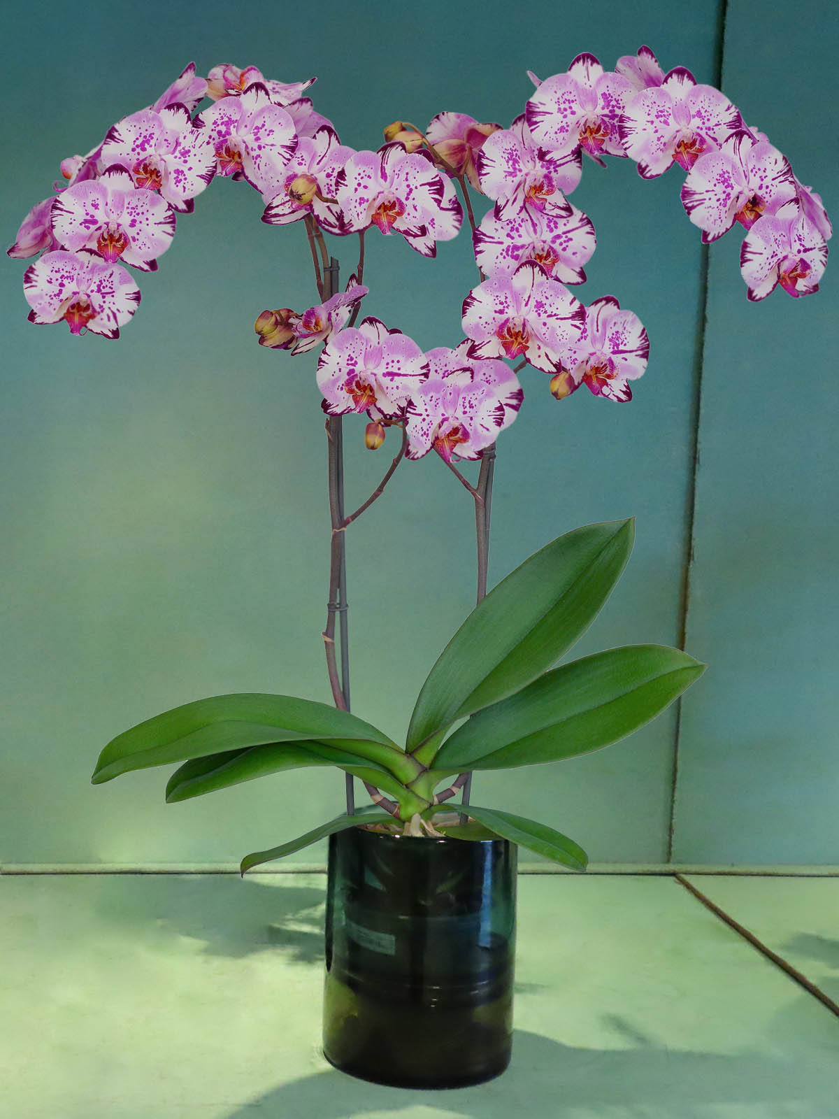 Phalaenopsis Magic Art at Floricultura
