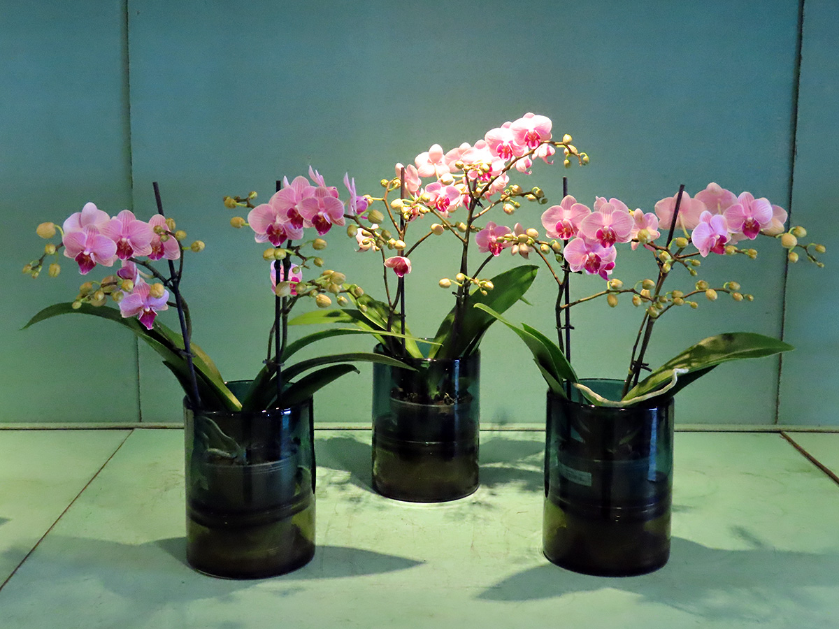 Pink phalaenopsis at Floricultura