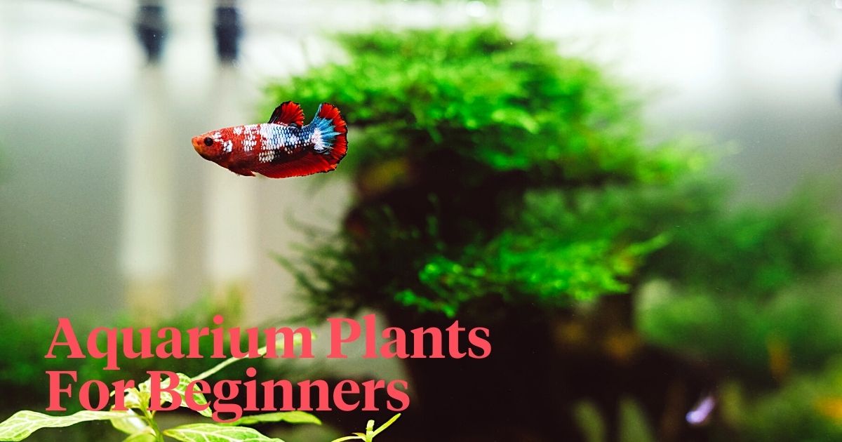 Aquarium plants for beginners header
