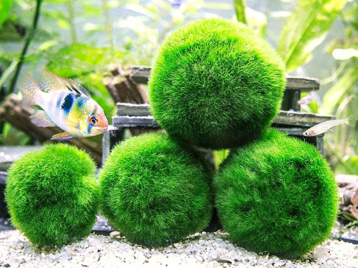 Marimo moss balls are great aquarium plants