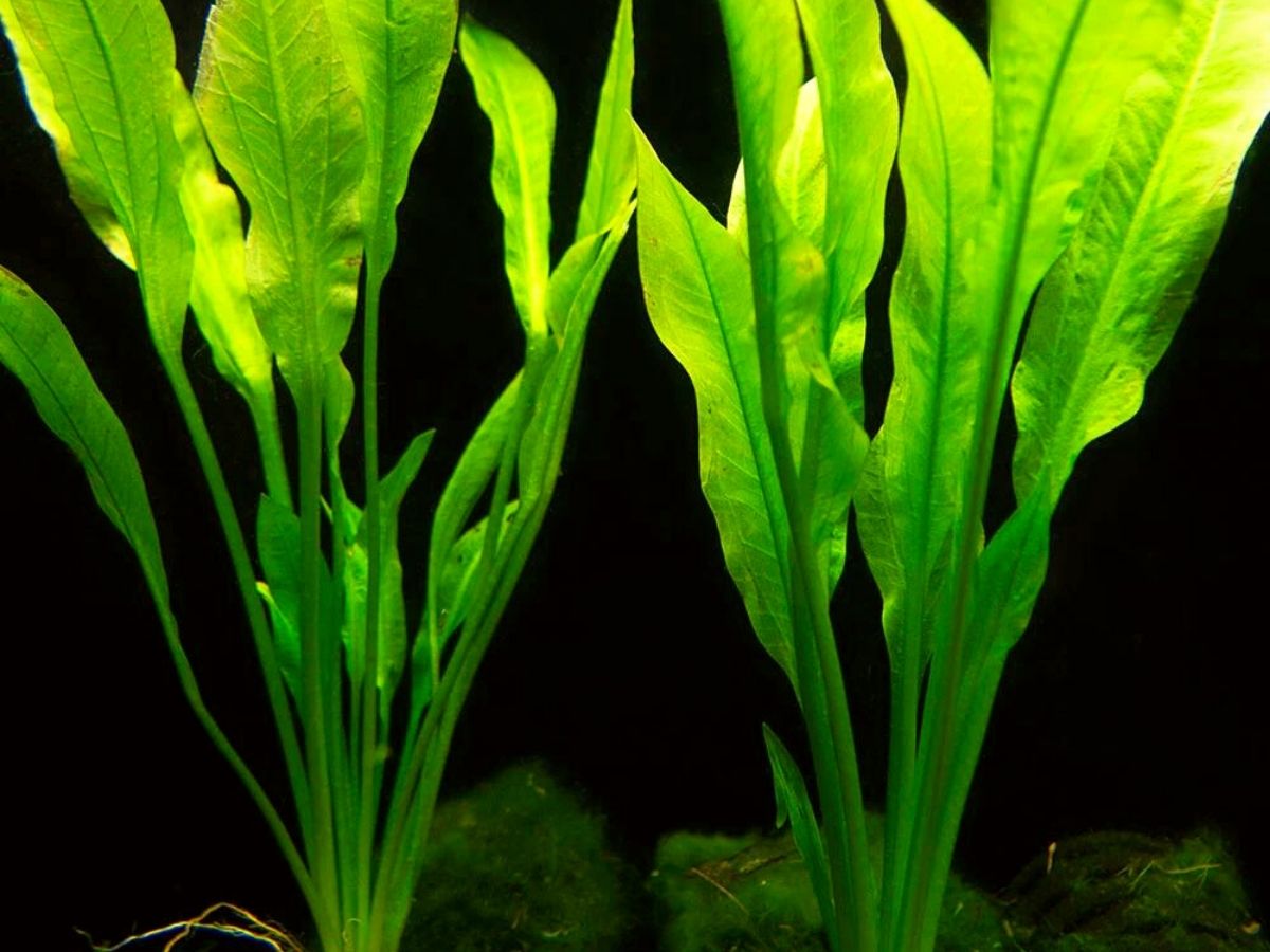  Live Aquarium Plants The Most Popular 2017/7 Species -  Anacharis,  Sword, Java Moss and More! by Mainam : Pet Supplies