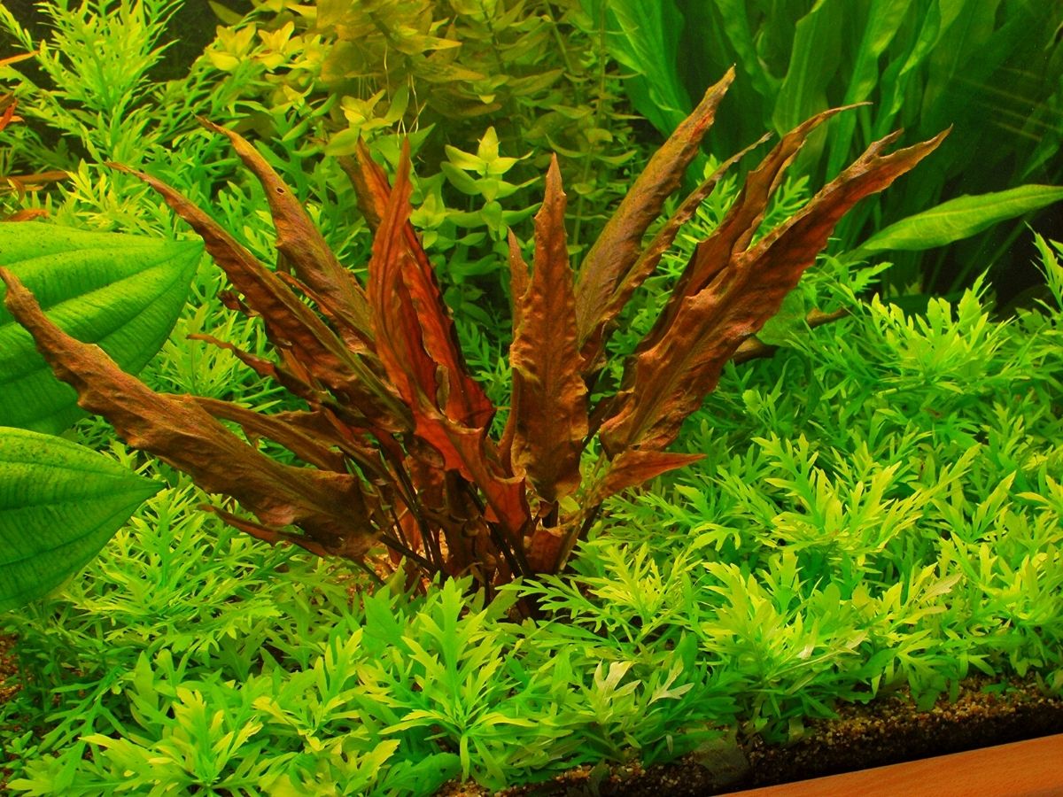 Aquarium plants that liven up the aquarium is wendts water trumpet Aquarium plants that liven up the aquarium is wendts water trumpet