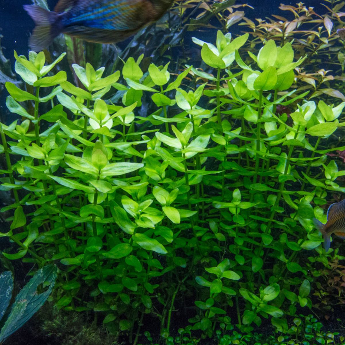  Live Aquarium Plants The Most Popular 2017/7 Species -  Anacharis,  Sword, Java Moss and More! by Mainam : Pet Supplies