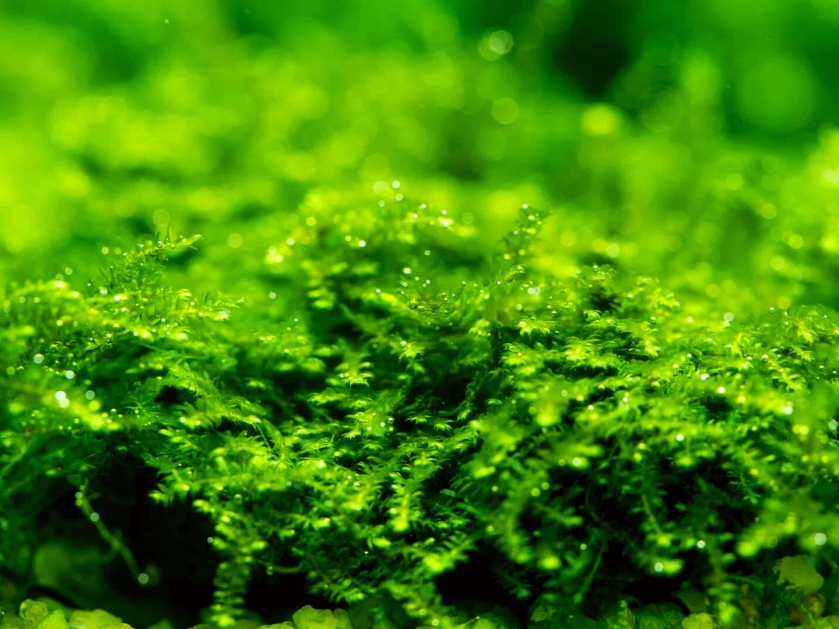 Christmas moss aquarium plant