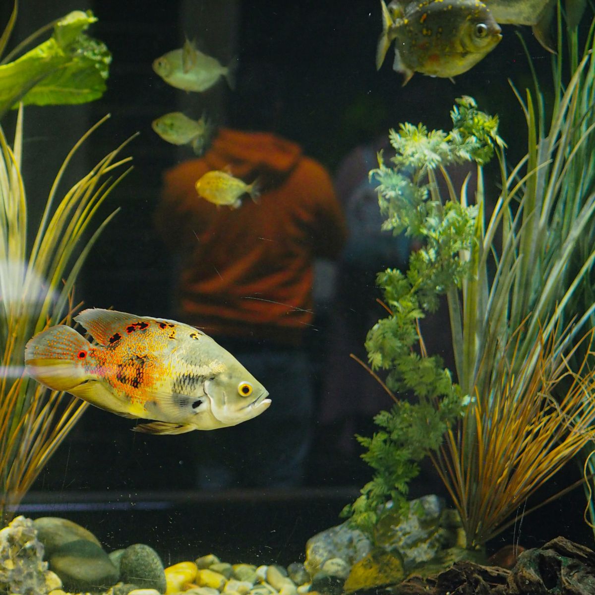 Top aquarium plants featured