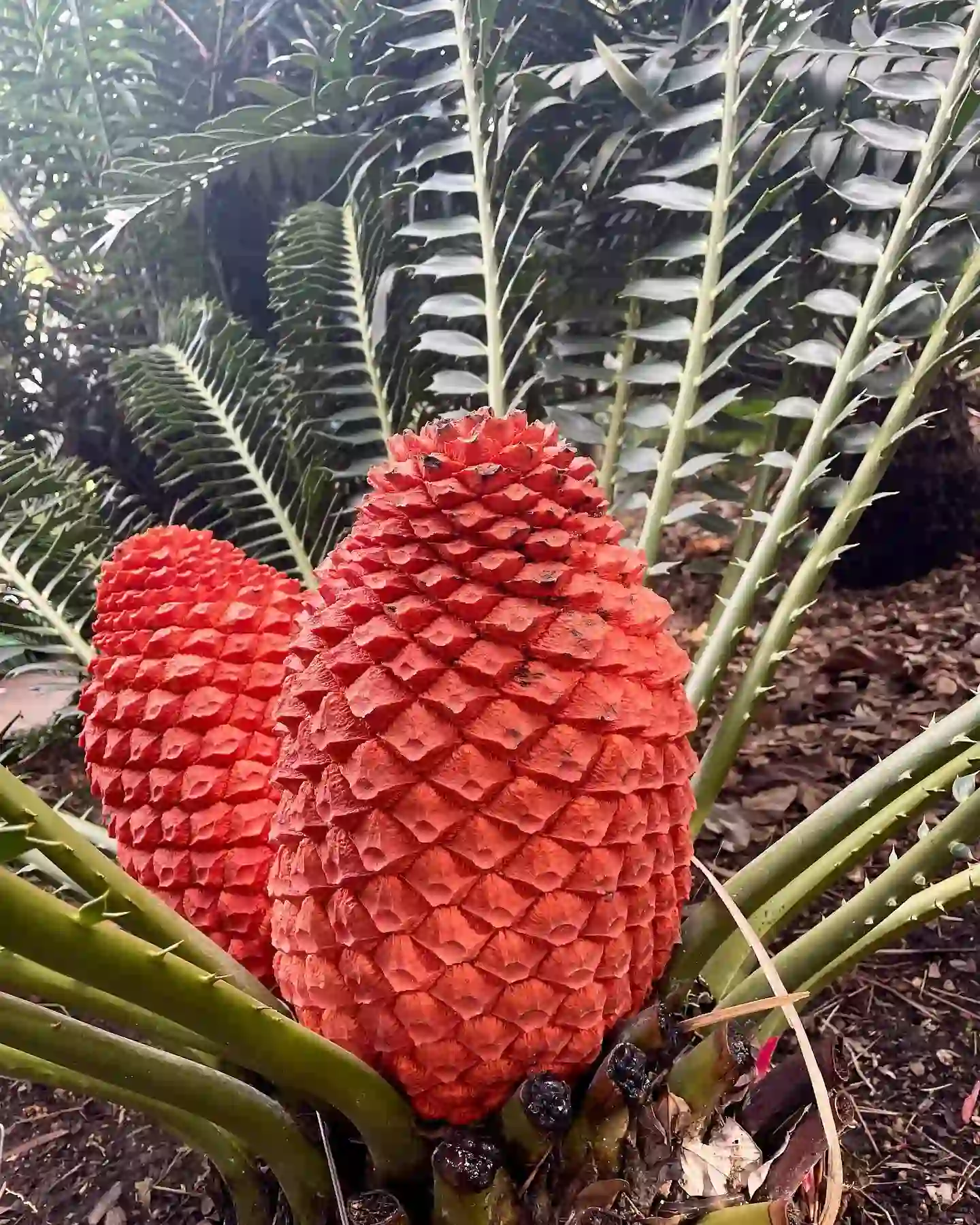 Encephalartos ferox, a prehistoric plant