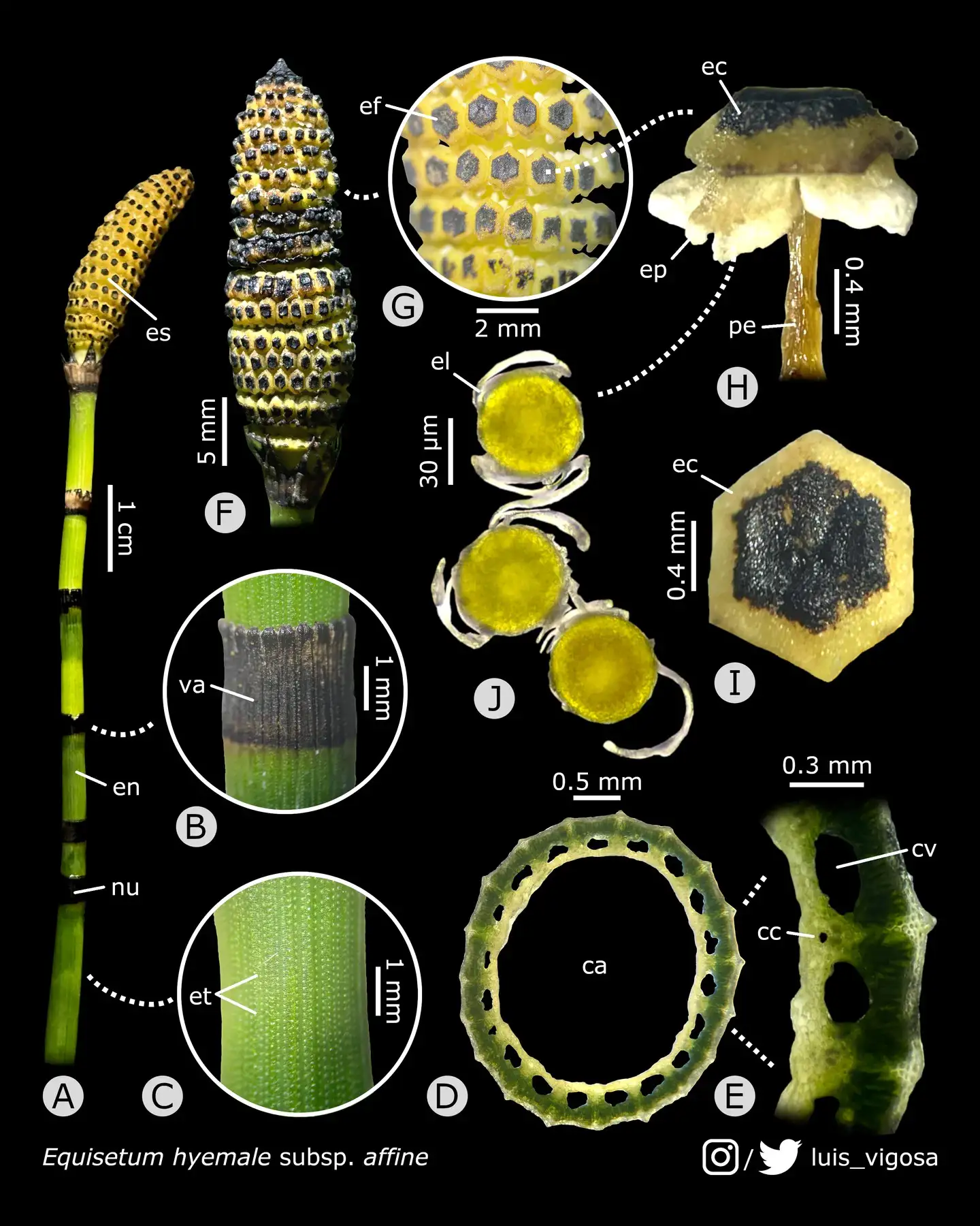 Equisetum is a prehistoric plant