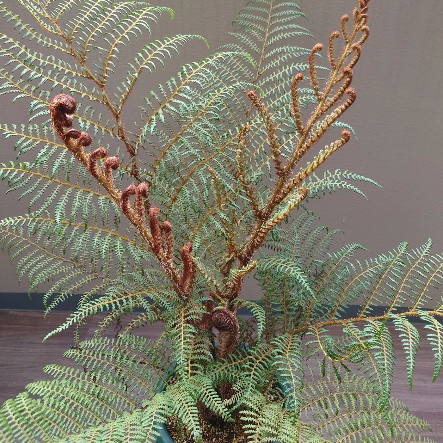 prehistoric tree fern