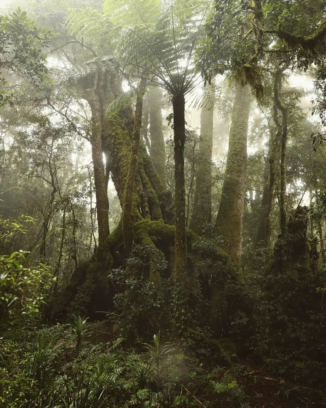 Prehistoric Cyatheales in forest