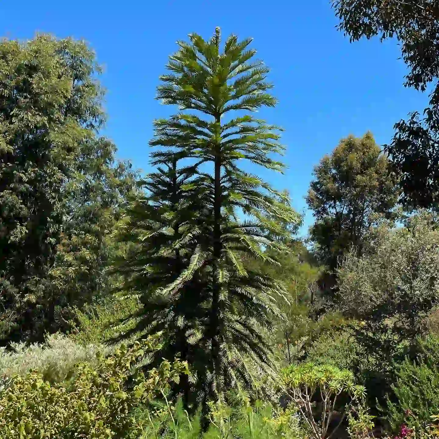 Prehistoric Plant Wollemi Pine
