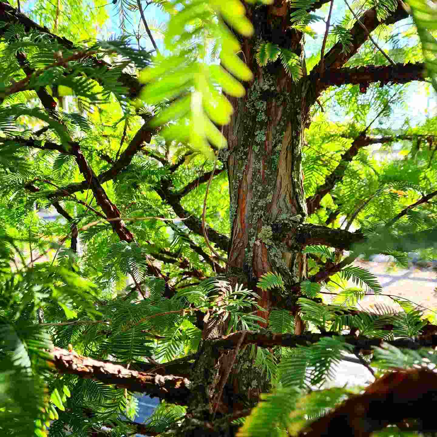 Metasequoia glyptostroboides - Prehistoric Tree