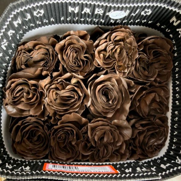 Proudly Presenting 20 Years of Naranjo Roses - Article on Thursd