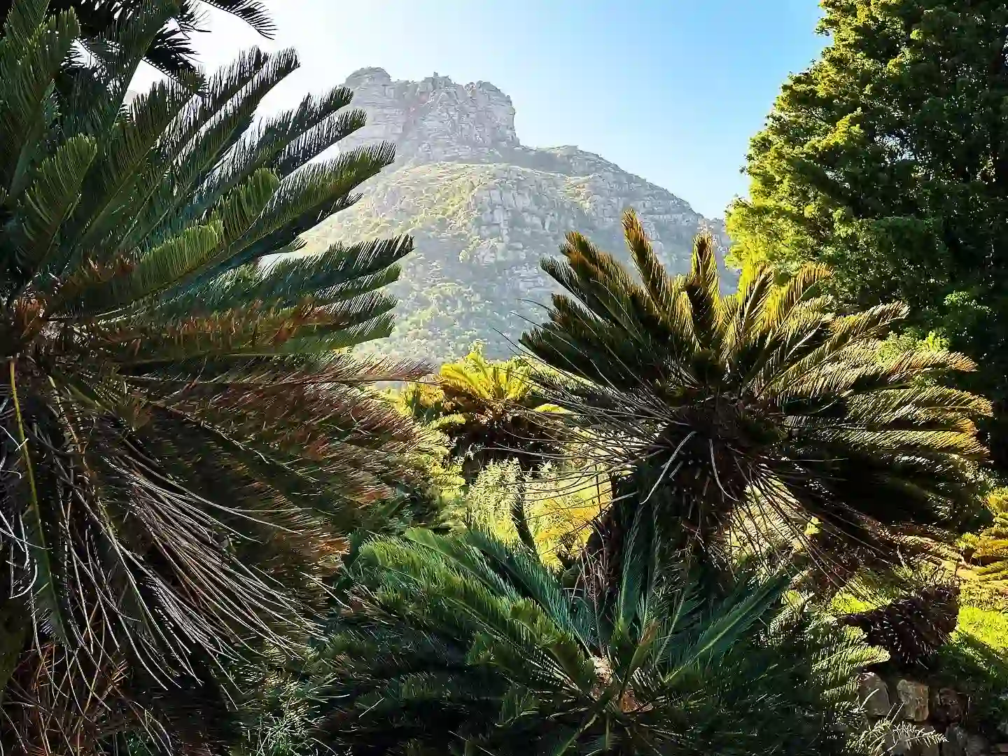 Prehistoric Plants - Cycads of Kirstenbosch