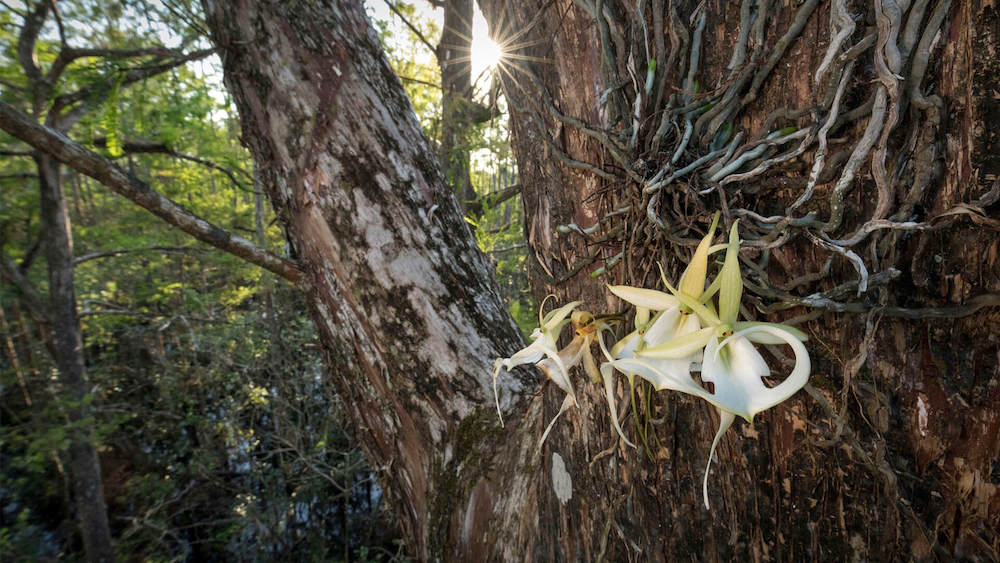 Chasing Ghosts - A New Discovery That Upends What We Thought We Know About Ghost Orchids